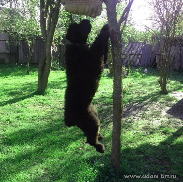 Adam Racy Style ZEYA